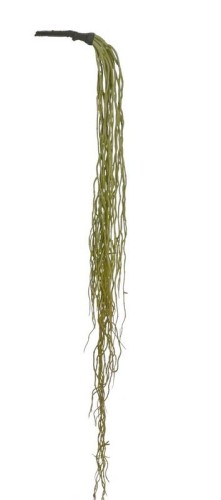 Korzeń Zwisający Wys. 108cm