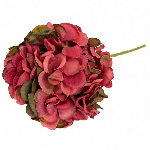 Hortensja Jesienna Paryskie Bordo Wys. 50cm