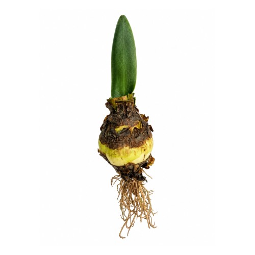 Cebulka Amarylis 9x36cm