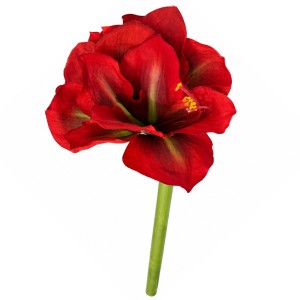 Kwiat Amarylis Czerwono-Bordowy Wys. 71cm
