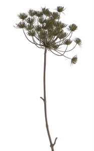 Ozdobna Gałązka Koper Gigant Zielony Wys. 76cm 