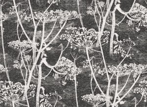 Tapeta Cole and Son Cow Parsley White/Grey