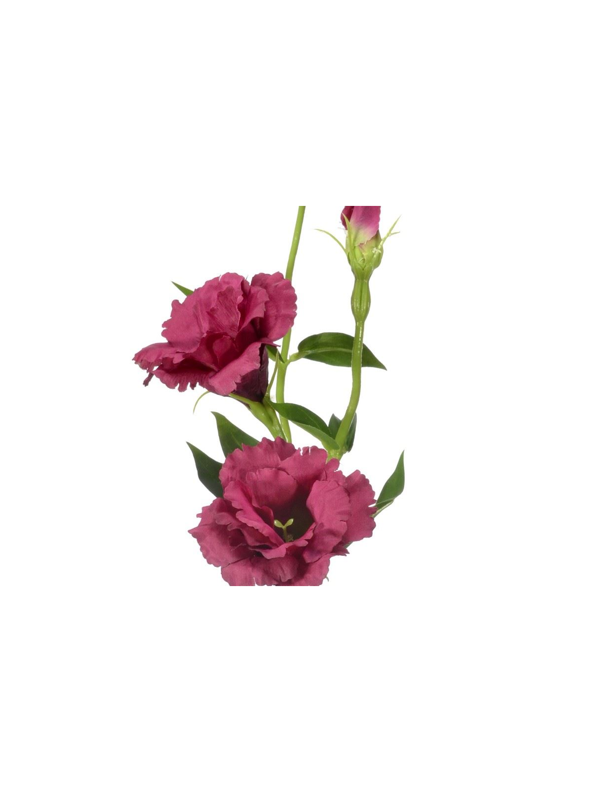 Eustoma bordowa 64 cm z dwoma intensywnie bordowymi kwiatami o falistych krawędziach i jednym pąkiem. Zielone liście na długich łodygach. Produkt na białym tle.